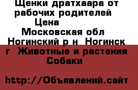 Щенки дратхаара от рабочих родителей › Цена ­ 22 000 - Московская обл., Ногинский р-н, Ногинск г. Животные и растения » Собаки   